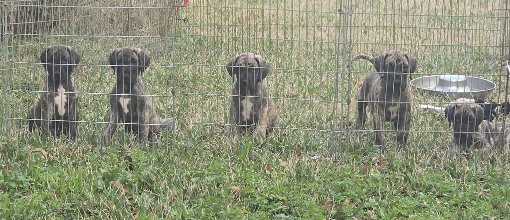 Doberman & great dane puppies available houston | 6-year health guarantee