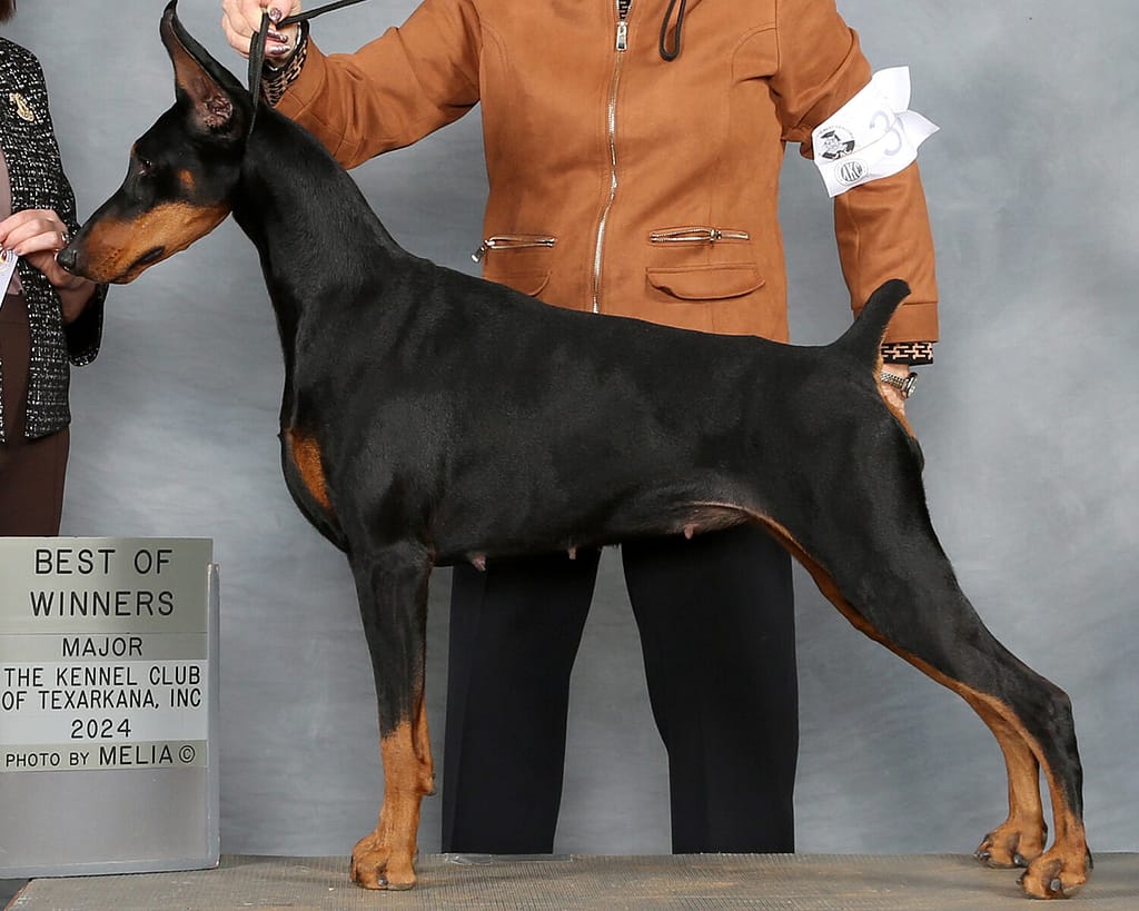Doberman breeders Texas