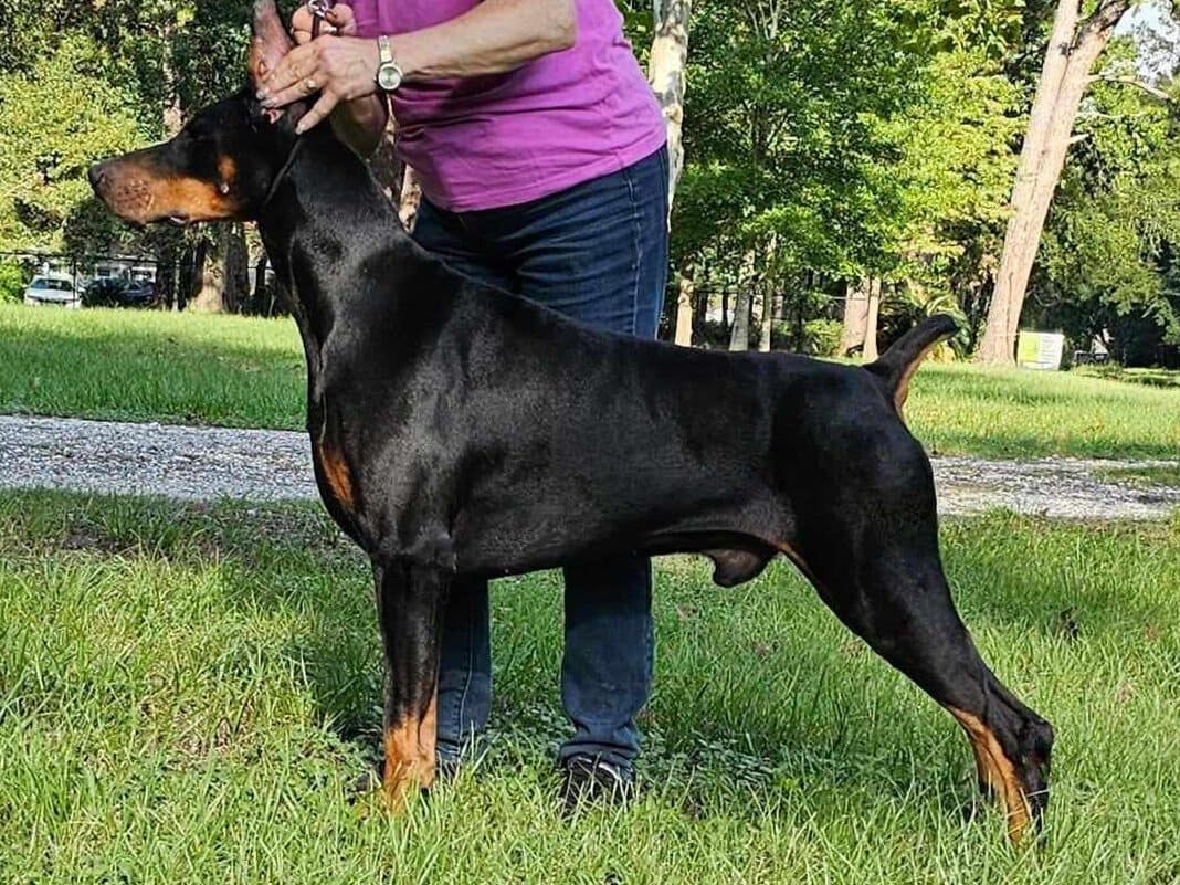 A well-groomed Doberman standing on grass, with a person holding its ears for cropping. The setting is outdoors with trees in the background.