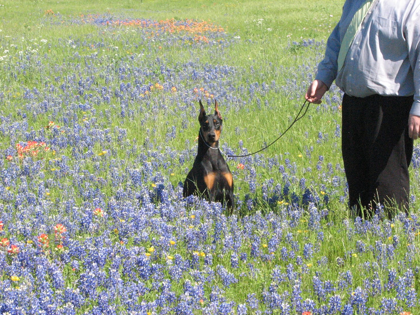 Diamond in bluebonnets