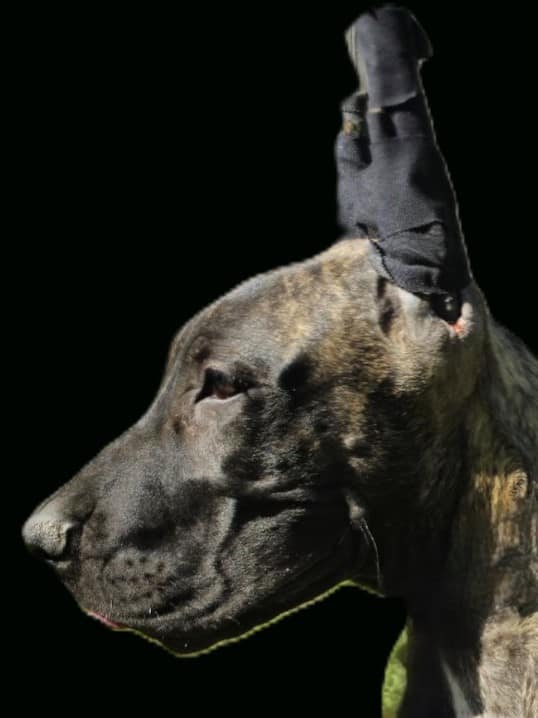 Great Dane puppies Texas