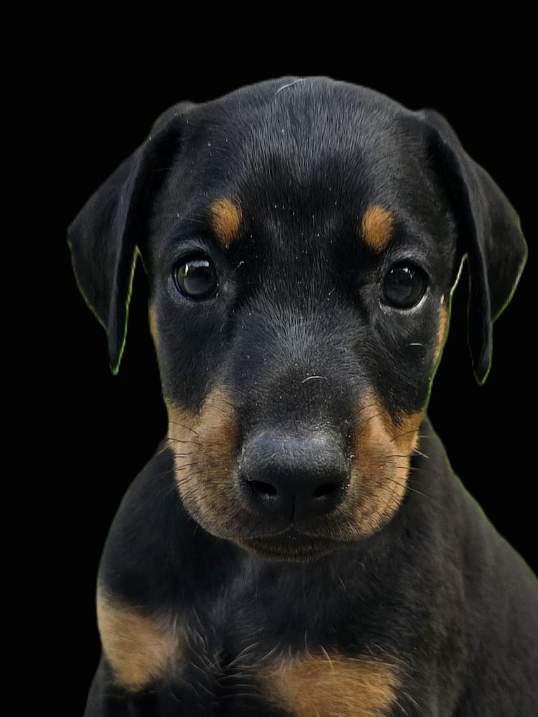 Doberman puppies Houston