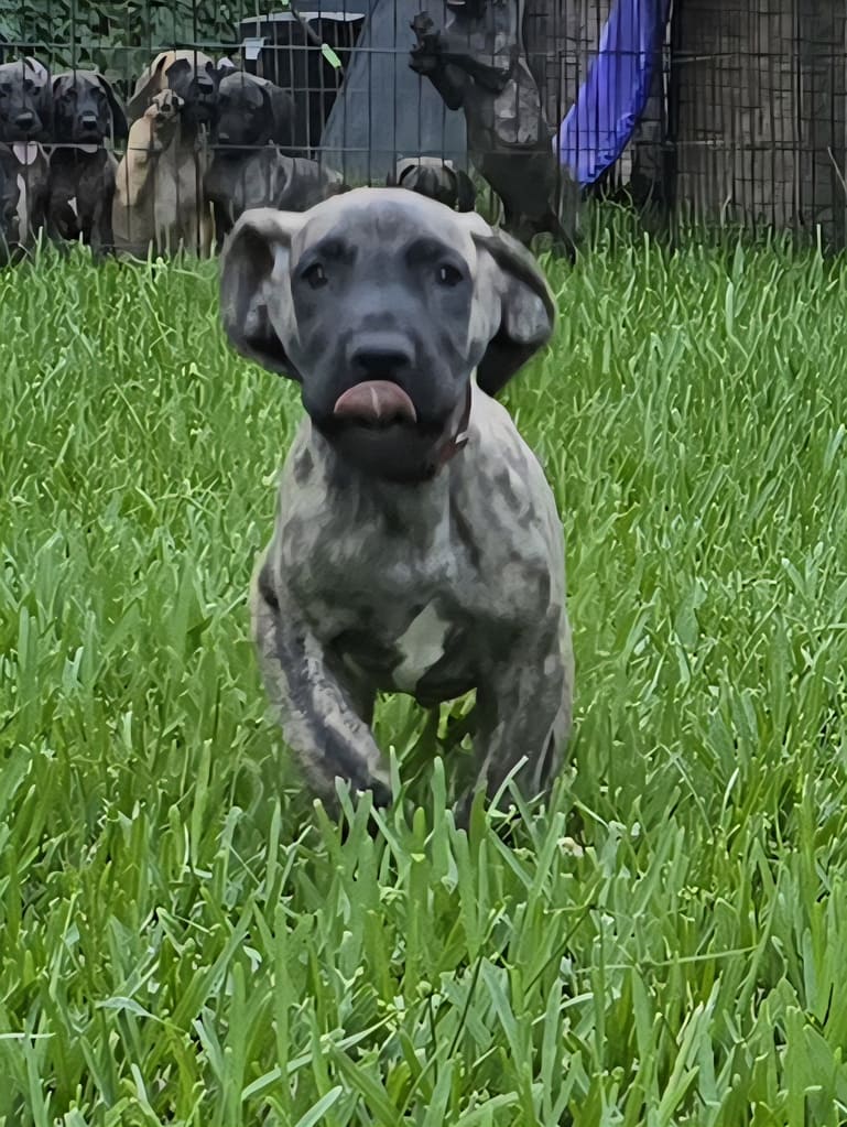 Fawn Great Dane puppy stock photo. Image of animal, biological - 160726184, image size:769x1023