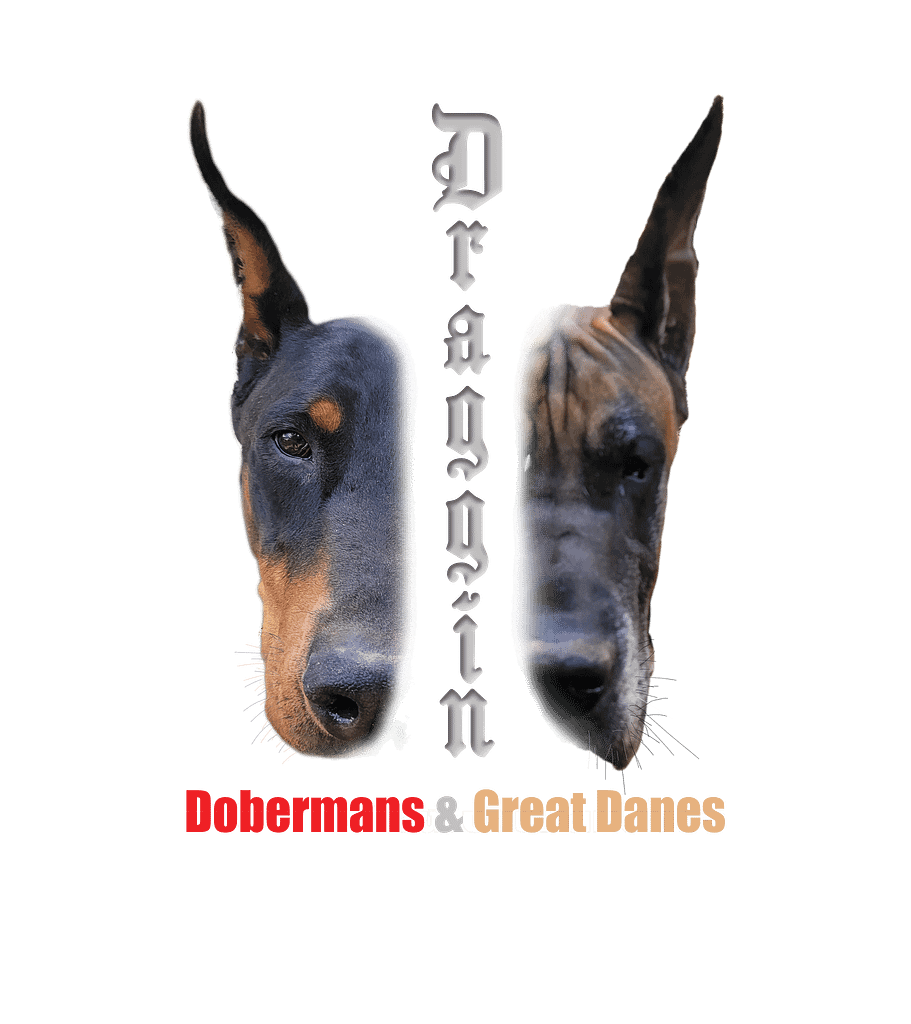 Draggin Dobermans & Great dane