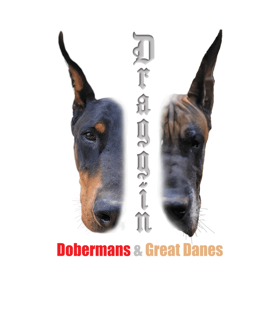 Draggin Doberman and Great Danes